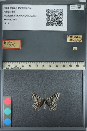 Media type: image;   Entomology 174669